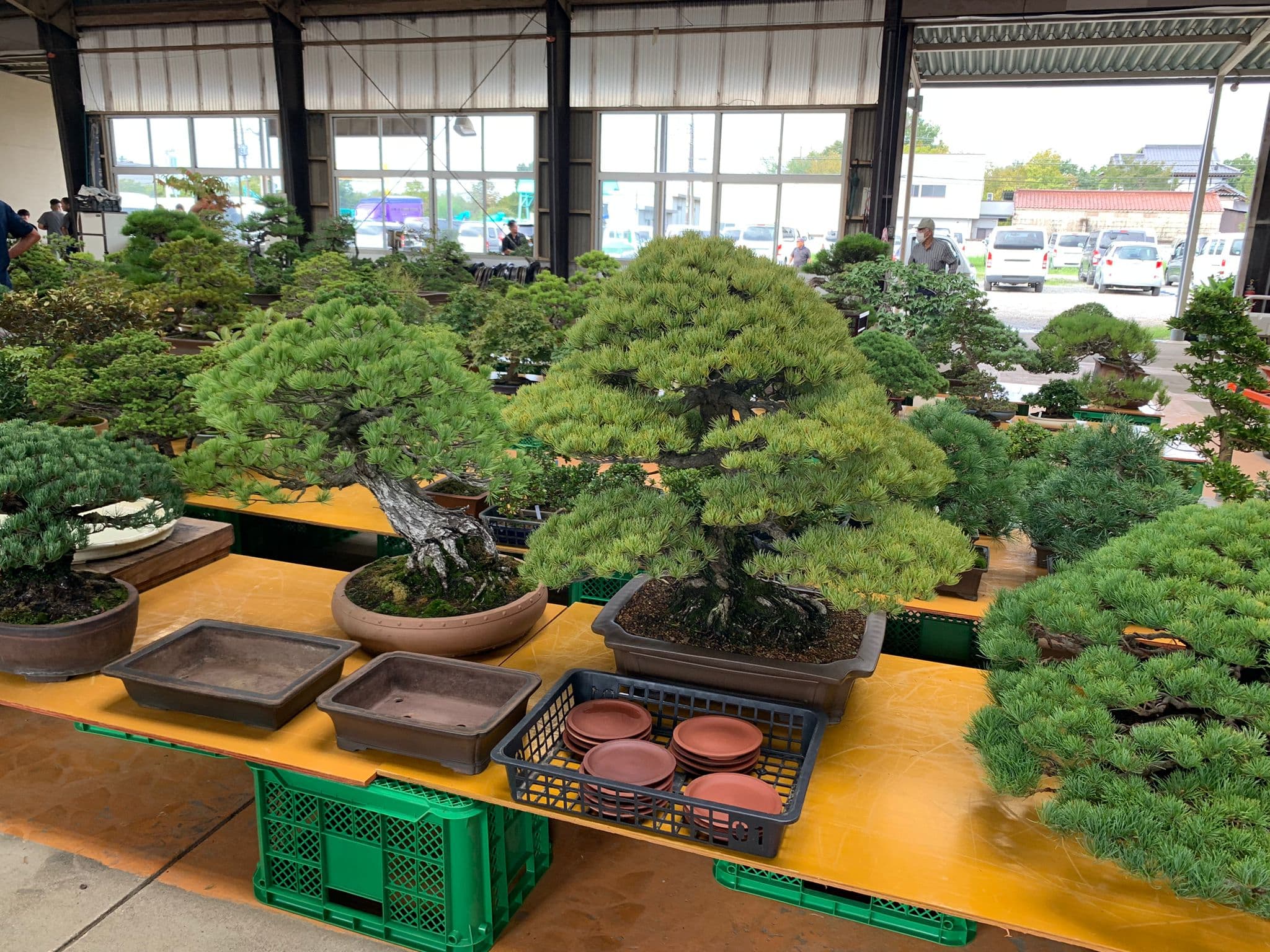 Bonsai auction