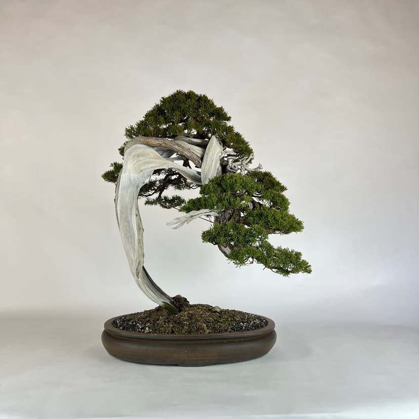 Bonsai masterpiece 1