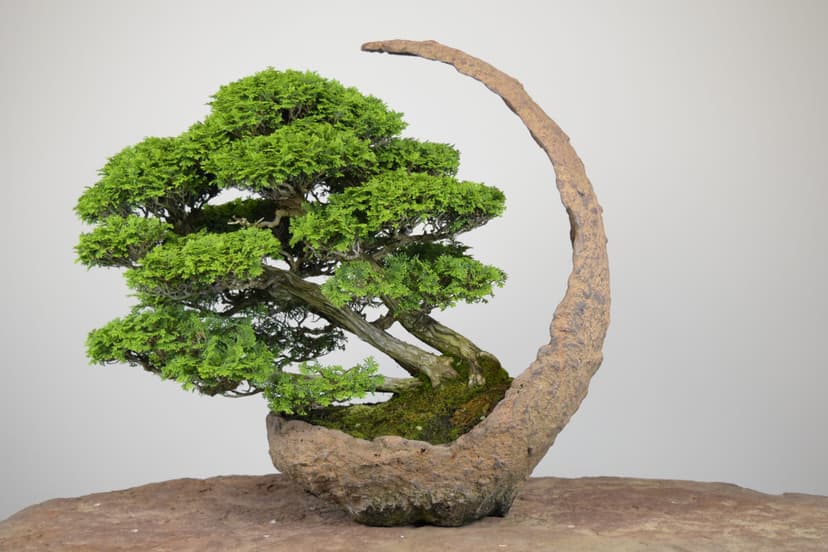 Bonsai masterpiece 5