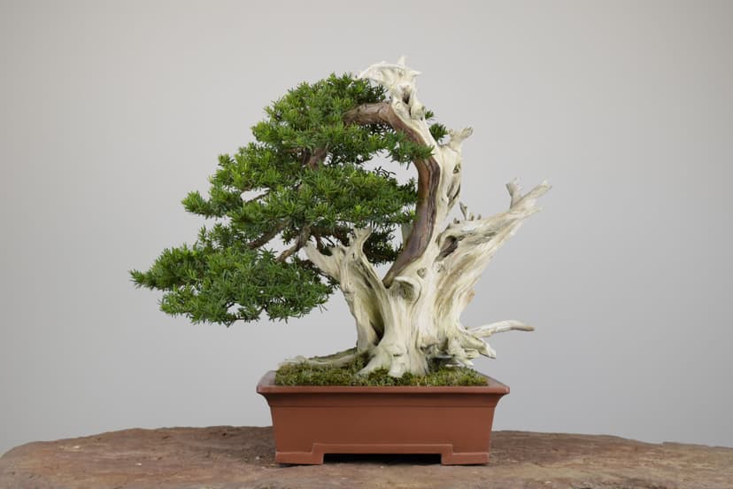 Bonsai masterpiece 7