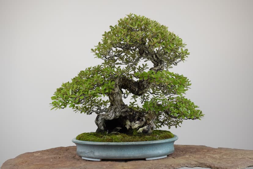 Bonsai masterpiece 2