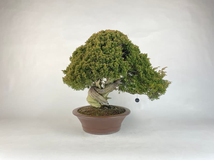 Bonsai masterpiece 8