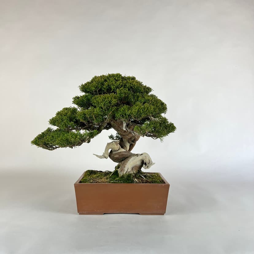 Bonsai masterpiece 3