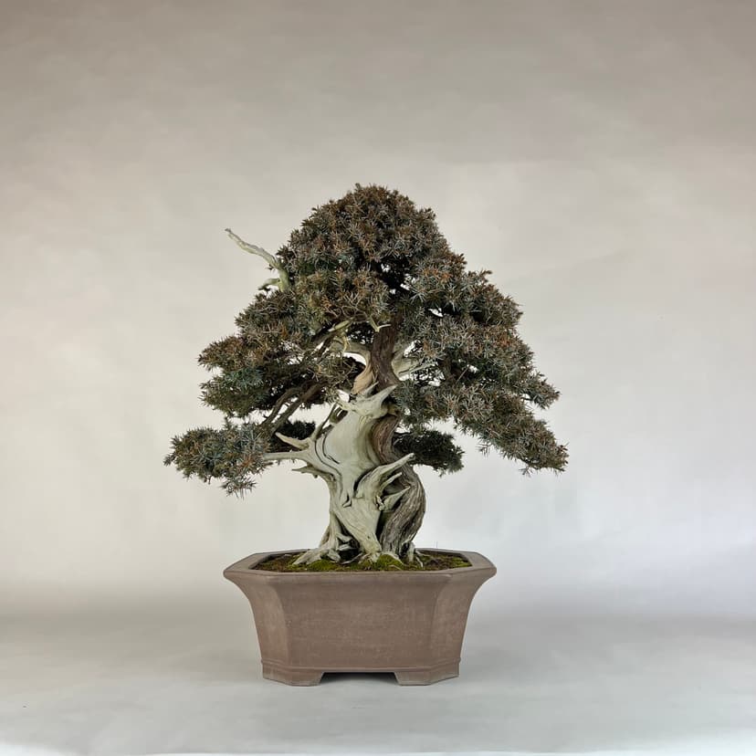 Bonsai masterpiece 6