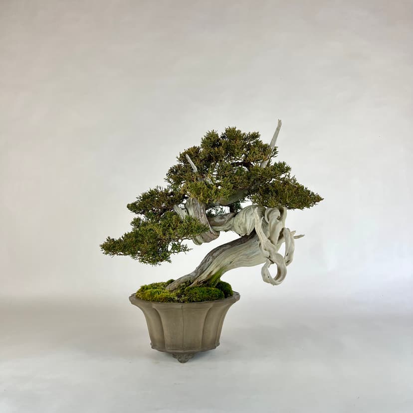 Bonsai masterpiece 4