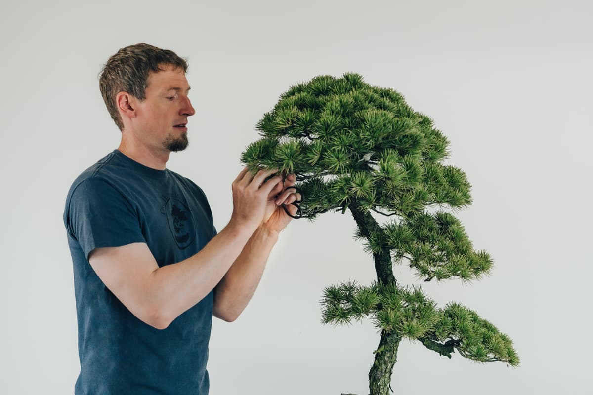 Bonsai Collector