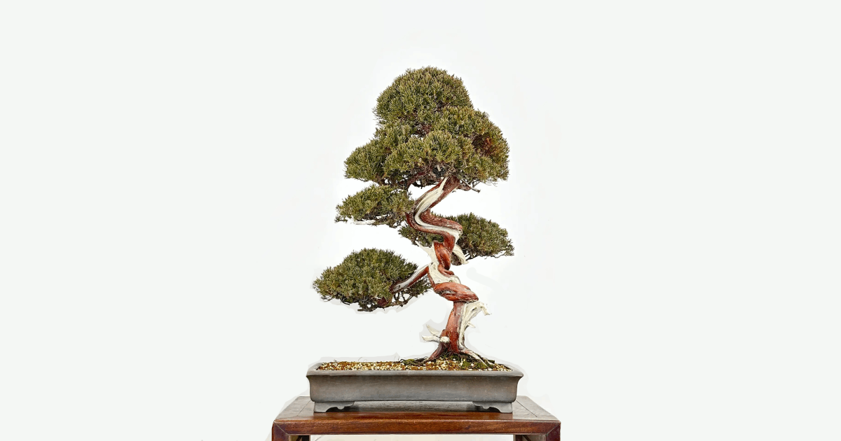 zelkova carpinifolia bonsai Japanese Zelk (Zelkova Serrata) Bonsai Seeds – The Bonsai Tool & Supply  Company of Canada